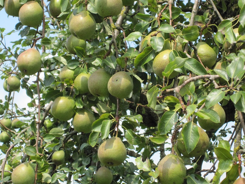 Fruitbomen PerenDijk.nl